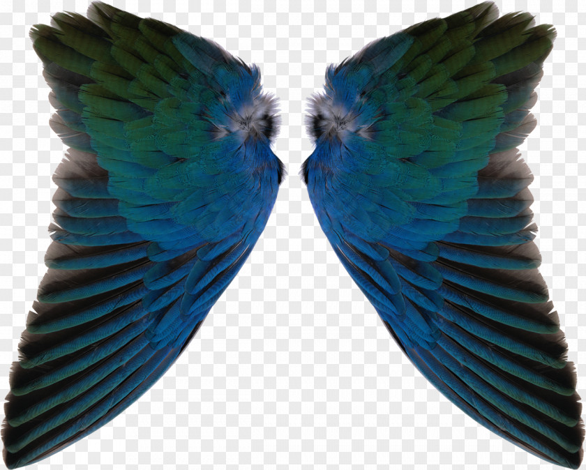 Wings Bird Phone Connector Wing Electrical Cable PNG