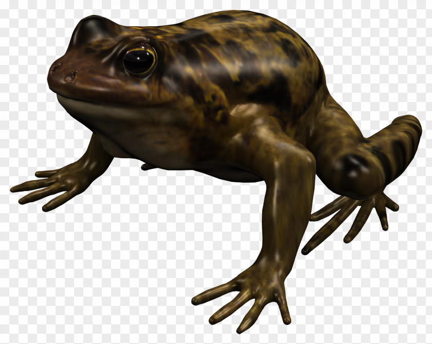 American Bullfrog True Frog Toad Reptile Terrestrial Animal PNG