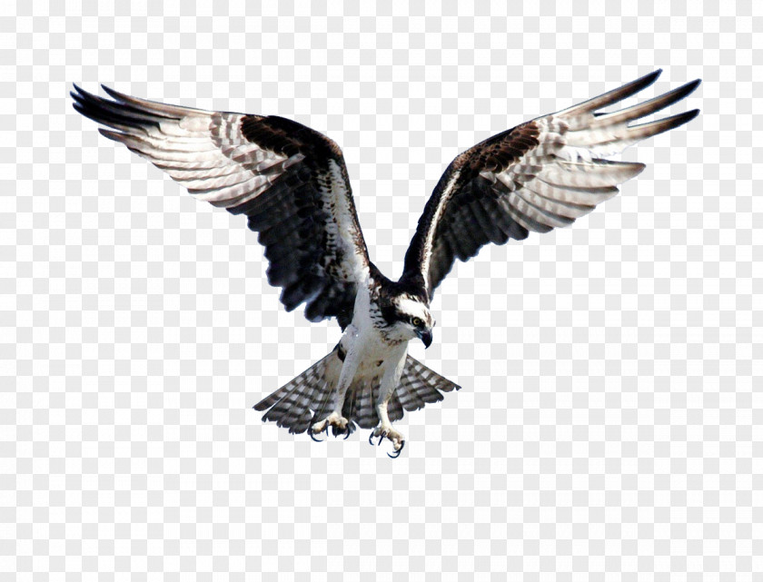 Eagle Bird Of Prey Bald Flight Osprey PNG
