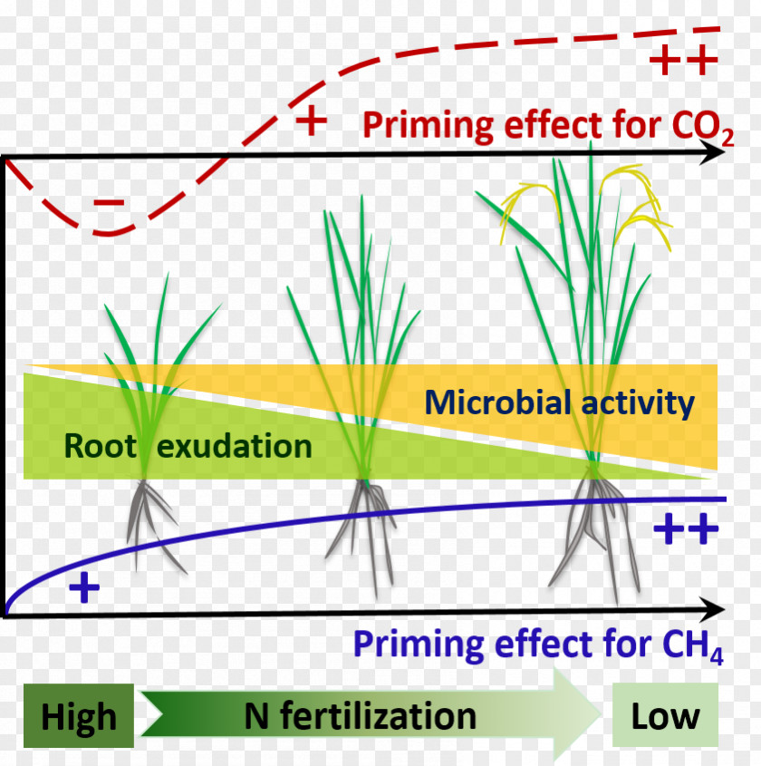 Leaf Rhizosphere Soil Organic Matter Priming PNG