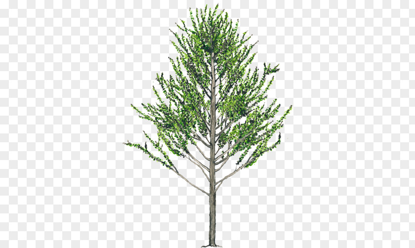 Medicinal Alnus Acuminata Tree Evergreen Woody Plant Spruce PNG