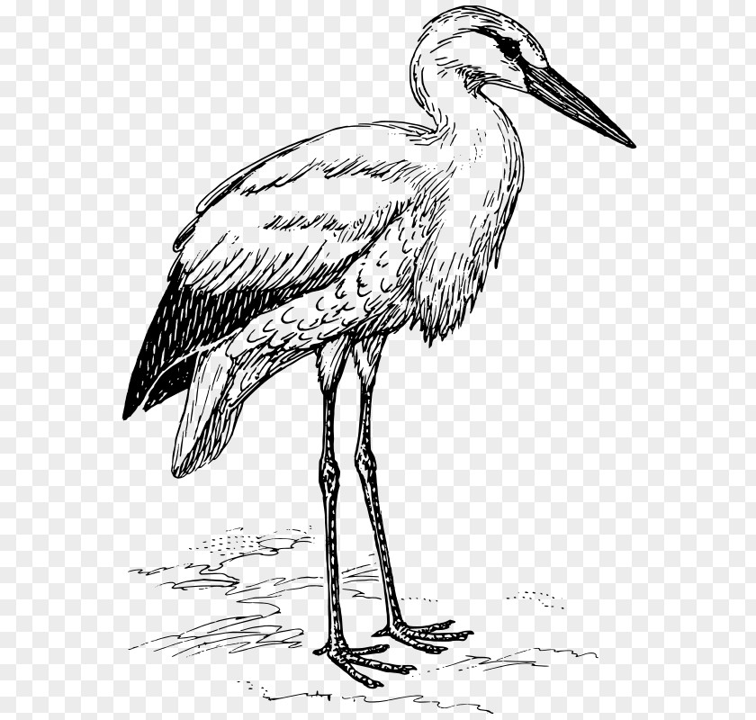 Stork Download Clip Art PNG