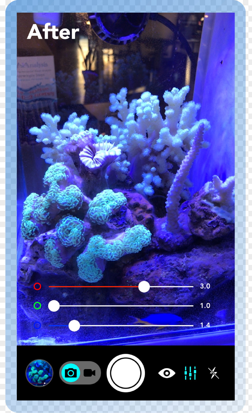 Aquarium Lighting Coral Reef Actinism PNG