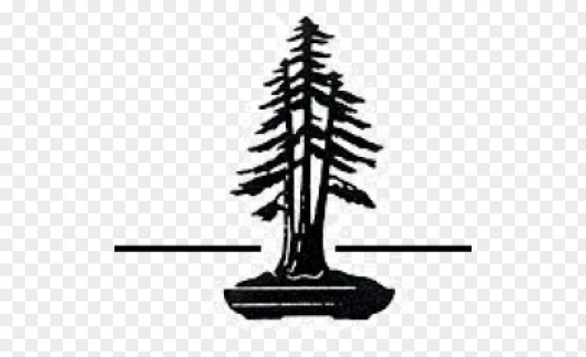 Bonsai Redwood National And State Parks Coast North Christmas Tree PNG