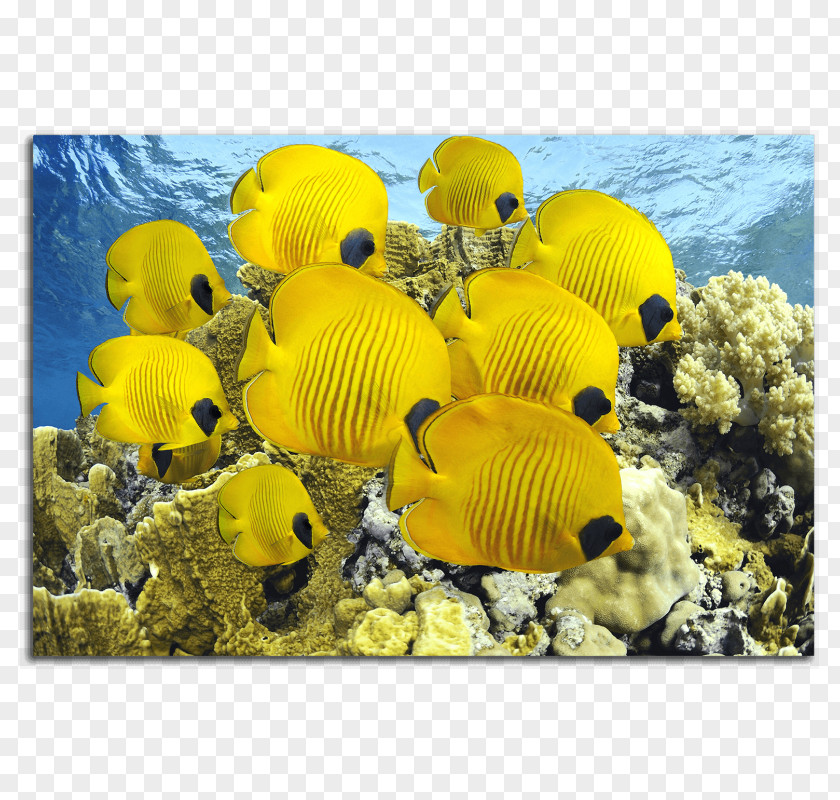 Fish Red Sea Aquarium Yellow Ocean PNG