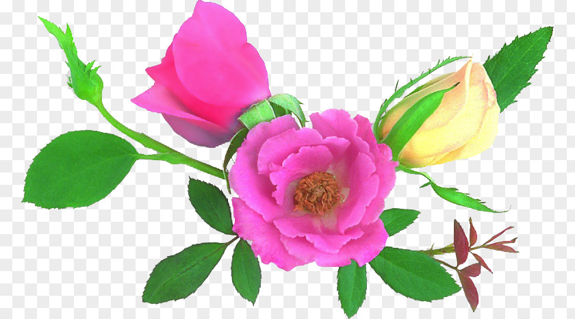 GIF Cabbage Rose Image Clip Art PNG
