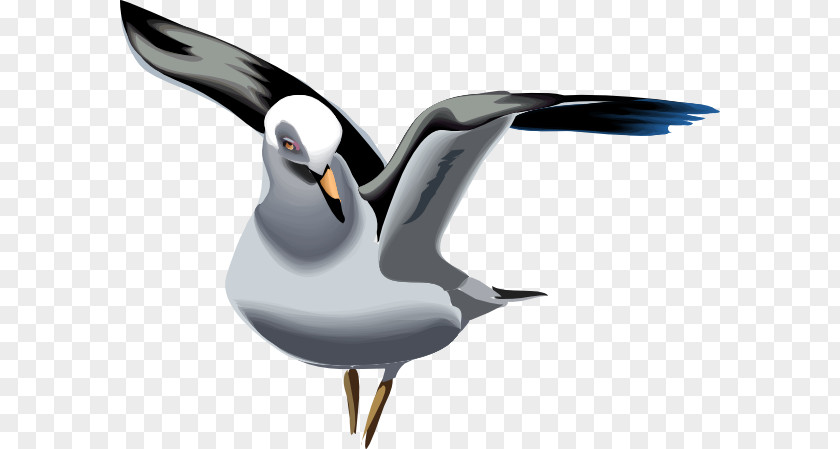 Gulls Great Black-backed Gull Bird European Herring Clip Art PNG