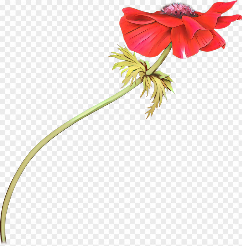 Hippeastrum Plant Stem Flower Red Flowering Petal PNG