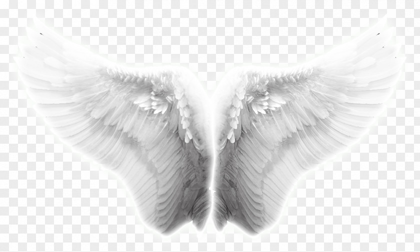 Wings, Angel Taobao Creative Wings Effects Wing Icon PNG