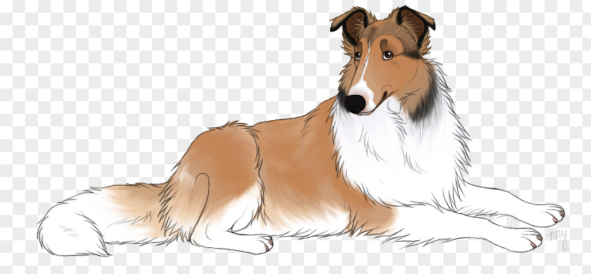 Animation Rough Collie Shetland Sheepdog Dog Breed Smooth Scotch PNG