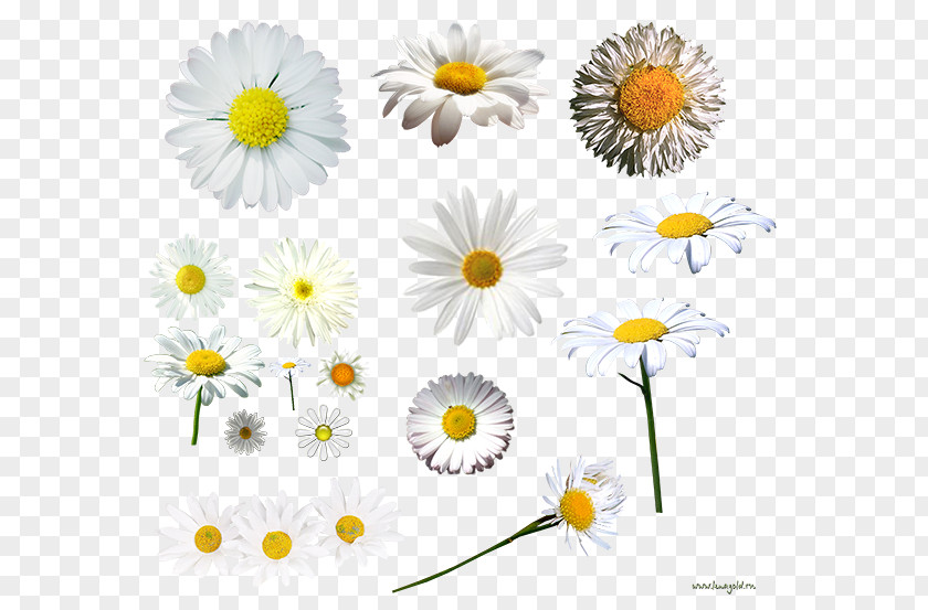 Camomile Dendranthema Lavandulifolium German Chamomile Tripleurospermum Oxeye Daisy PNG