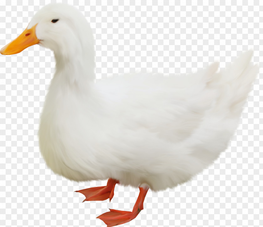 Duck Bird Goose Cygnini Insect PNG
