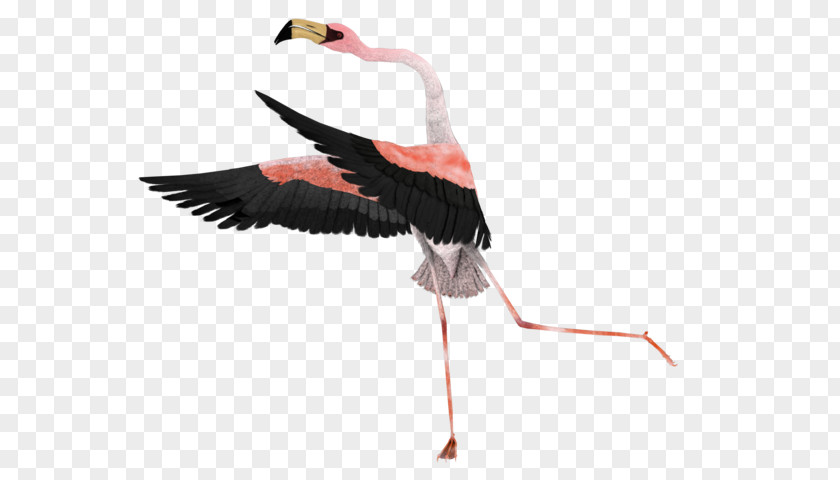 Flamingo Animal Image White Stork Surrealism Art PNG