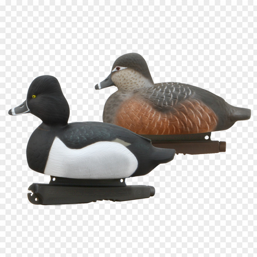 Goose Mallard Duck Beak PNG