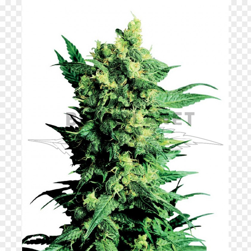 Skunk Shiva Cannabis Sensi Seeds Marijuana PNG