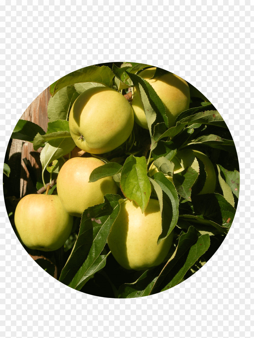 Golden Delicious Apple Delbarestivale Fruitbedrijf Van Den Berge Citrus Juice Vesicles PNG