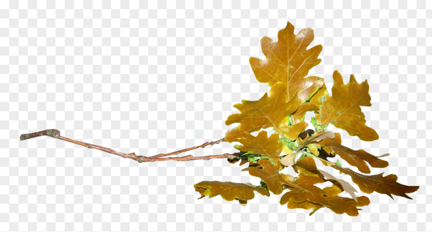 Leaf Acorn Oak Plant Stem PNG