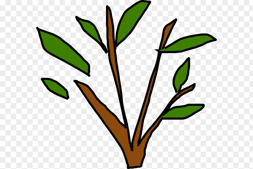 Picea Graphic Clip Art Plant Stem Leaf Flower Line PNG