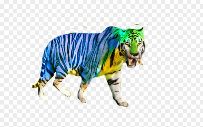 Real Cat Tiger Big Bento Wildlife PNG