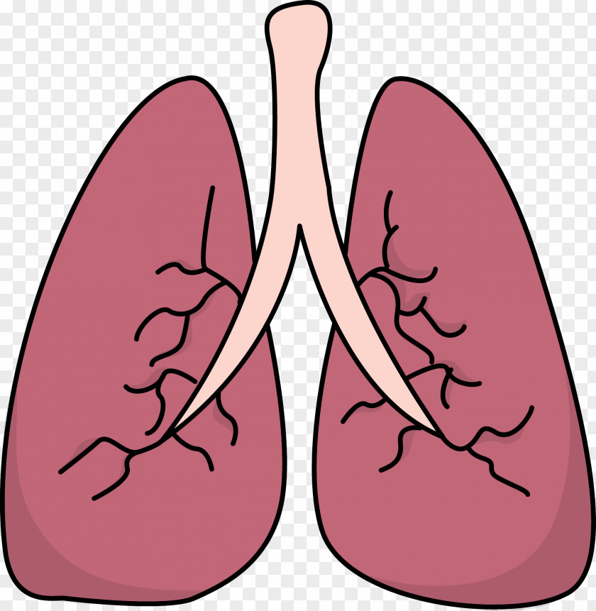 Small Lungs Cliparts Lung Clip Art PNG