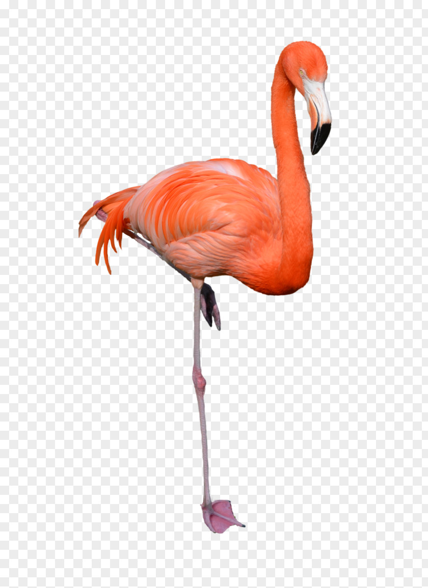 Flamingo Stock Photography Clip Art PNG