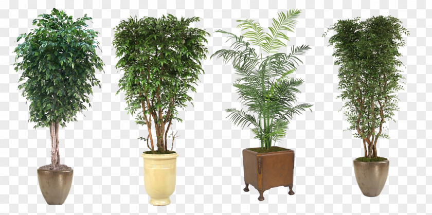 Green Potted Plant Evergreen Trees Class Tree Flowerpot Houseplant PNG