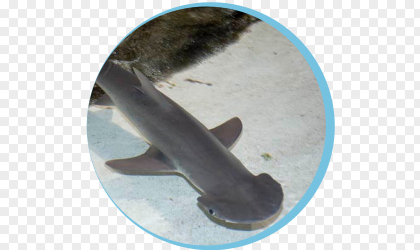 Shark Head Hammerhead Bonnethead Winghead Smalleye Great PNG
