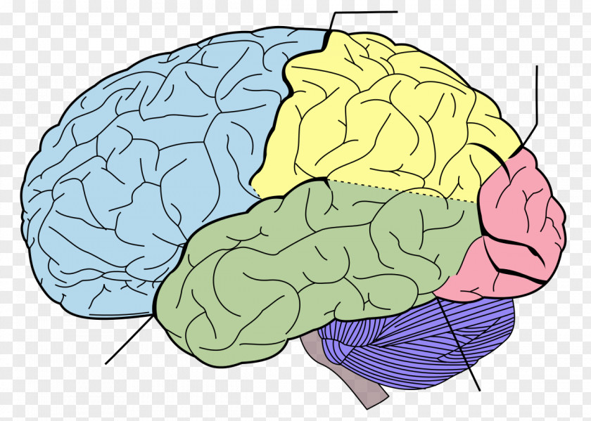 Watercolor Stroke Lobes Of The Brain Frontal Lobe Parietal Temporal PNG