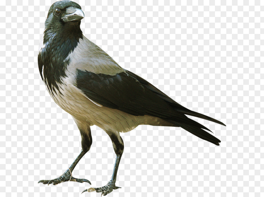 Blackbird Perching Bird Swallow PNG