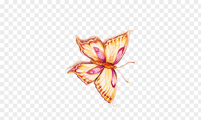 Butterfly Petal Pattern PNG