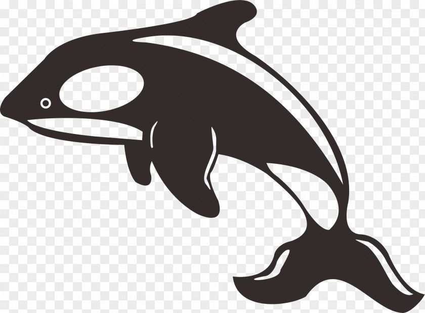 Dolphin Killer Whale Toothed Black And White PNG