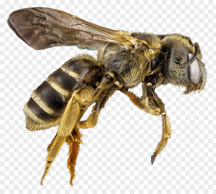 Bee Honey Hornet PNG