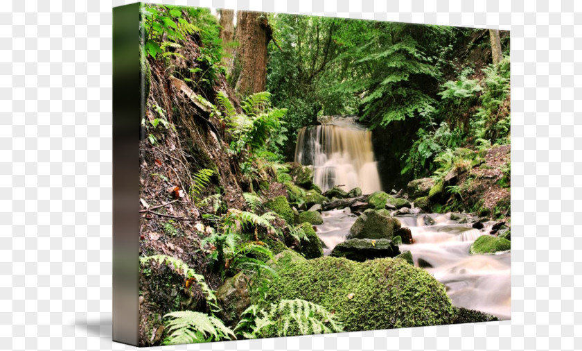Forest Nature Reserve Rainforest Botanical Garden Flora Water Resources PNG