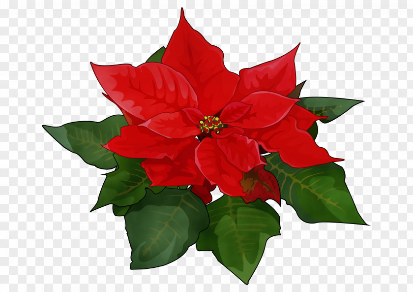 Holly Petal PNG