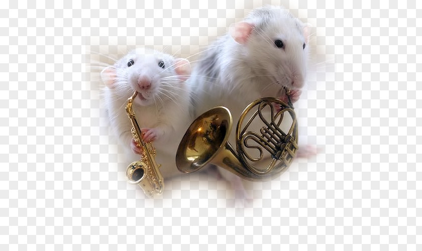 Rat Mouse YouTube Musician Musical Instruments PNG