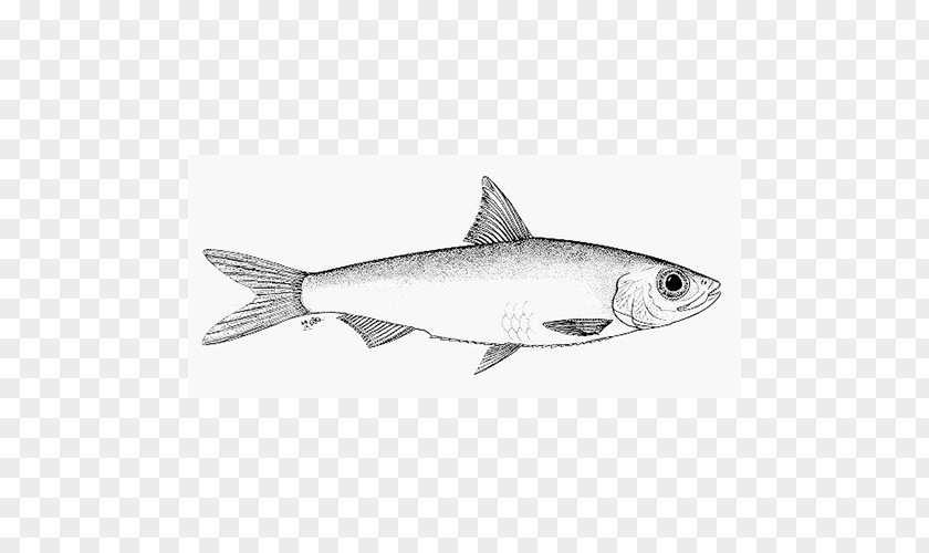 Sardine Squaliformes Oily Fish 09777 Marine Biology PNG