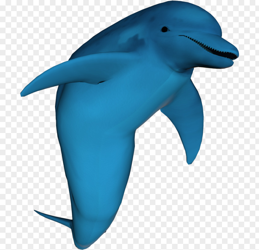 Blue Whale Common Dolphins Cartoon PNG