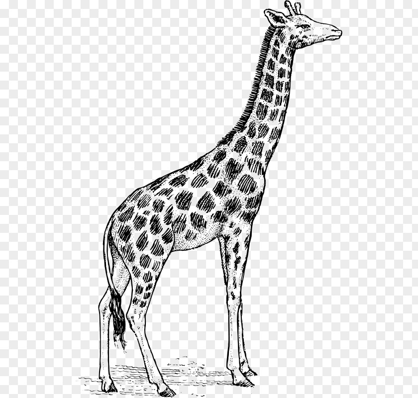 Giraffe Drawing Sketch Line Art Clip PNG