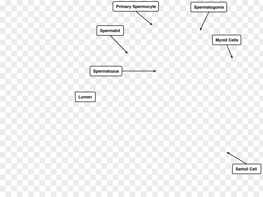 Male Reproductive System Spermatogonium Spermatogenesis Spermatogonial Stem Cell Basement Membrane Epithelium PNG