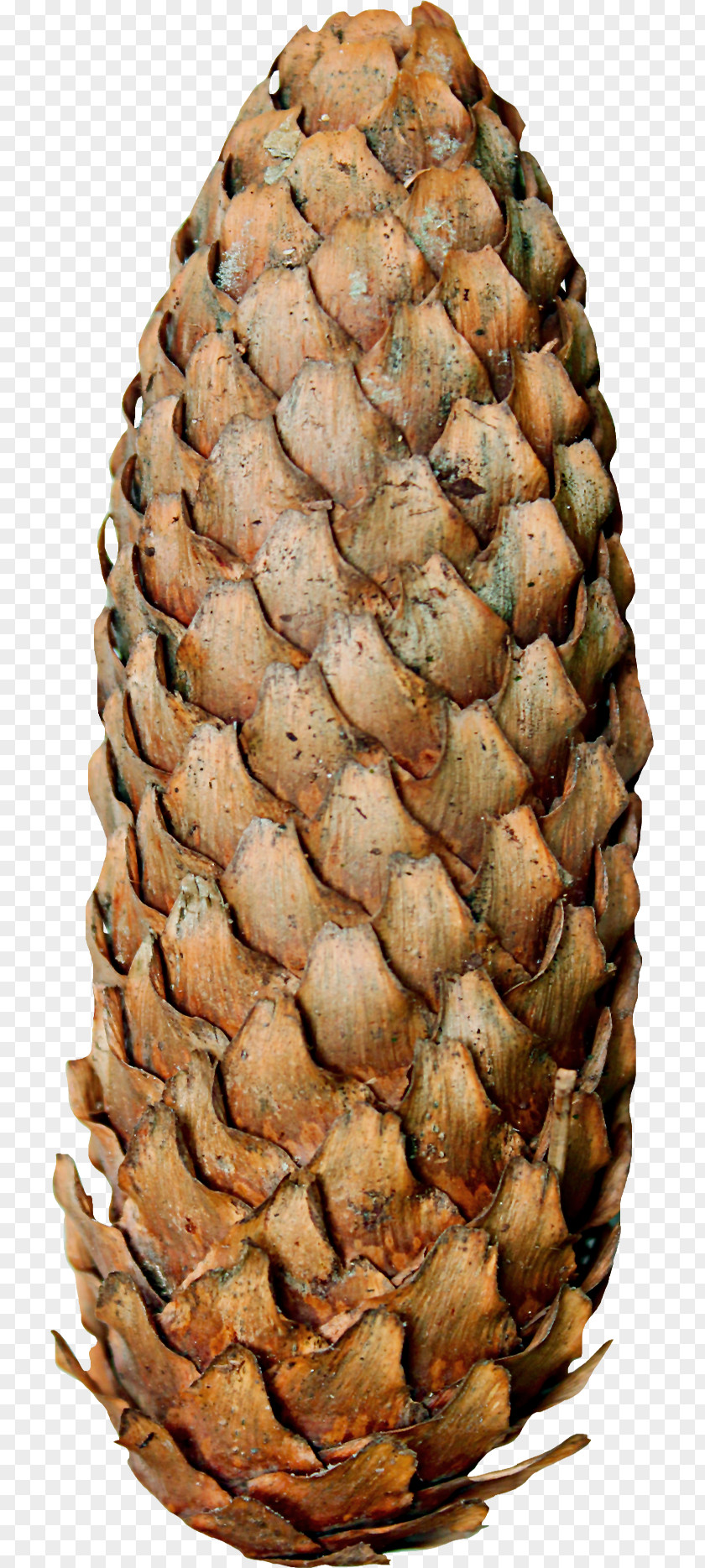 Pretty Long Cones Conifer Cone PNG