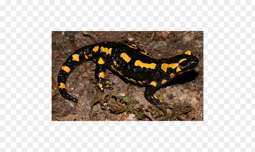 Salamander Fire Newt Spotted Europe PNG