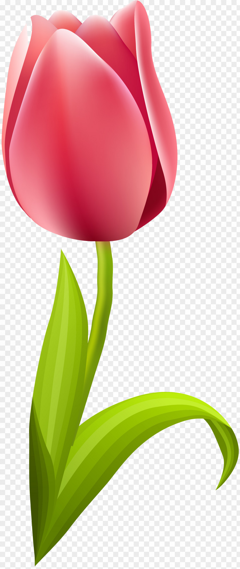 Tulips Flowering Plant Tulip Liliaceae Petal PNG