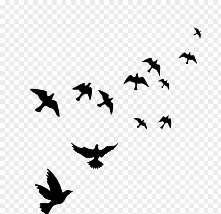 Birds In Sky Bird Wall Decal Flight Mural PNG