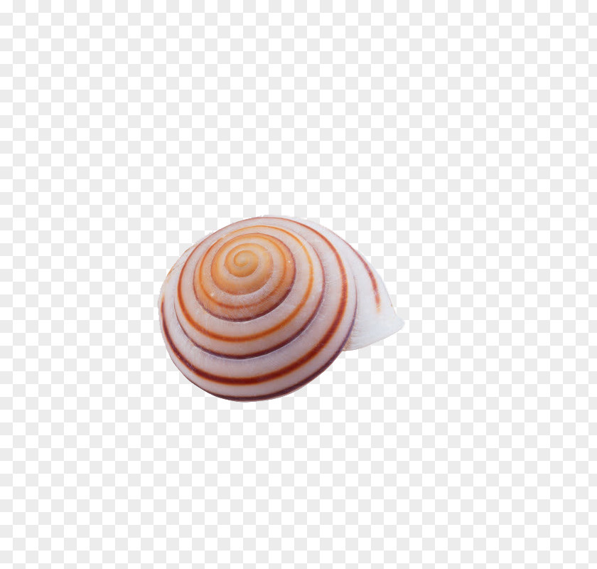 Conch Seashell Spiral Nautilida Circle PNG