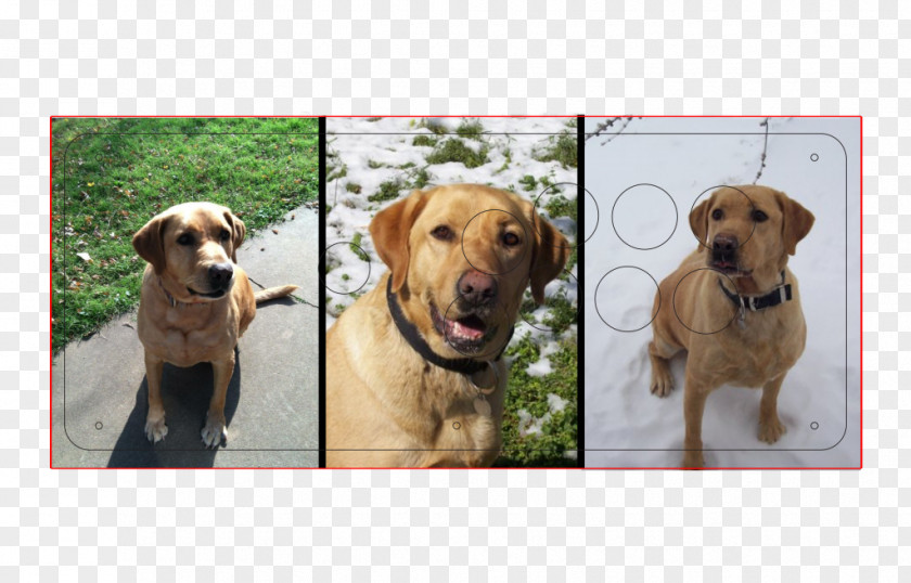 Dog Fight Labrador Retriever Golden Broholmer Breed Companion PNG