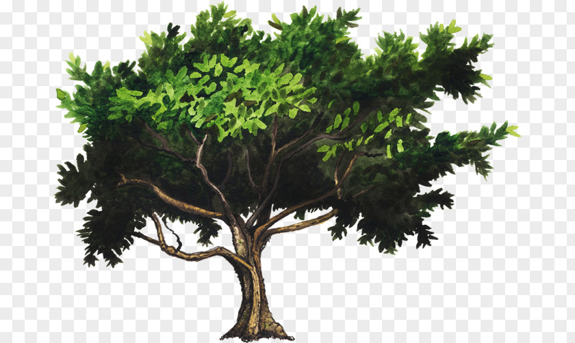 Urban Farm Tree PNG