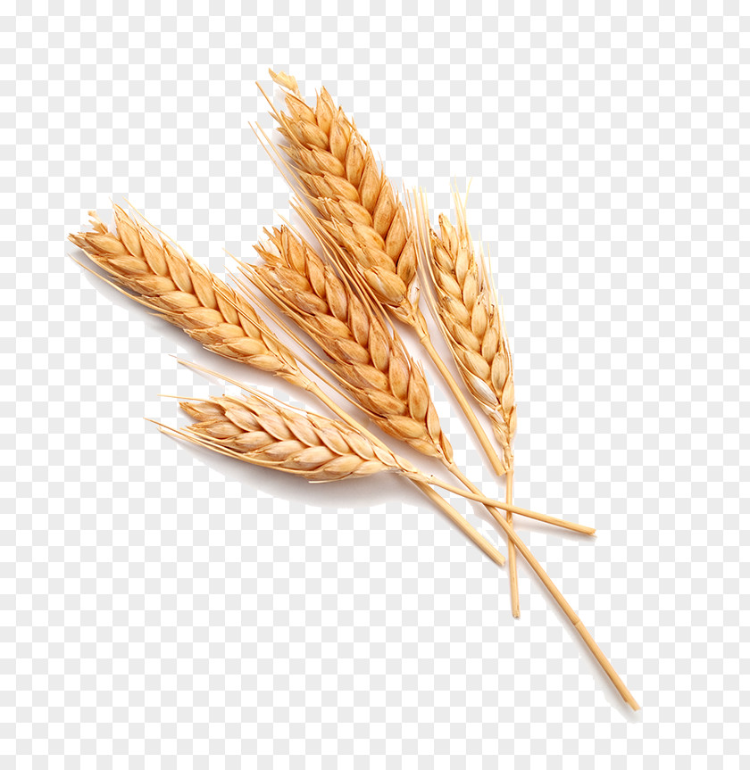 Wheat Stock Photography Food Bread PNG