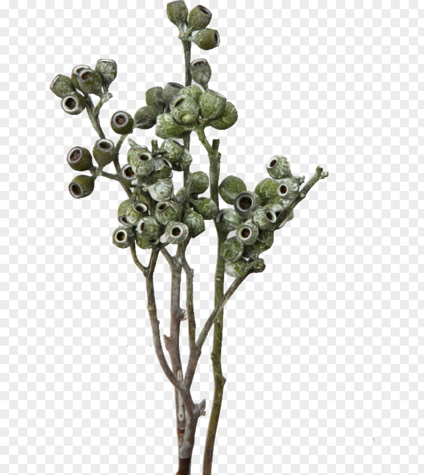 EUKALYPTUS Embryophyta Blume Plant Stem European Union PNG