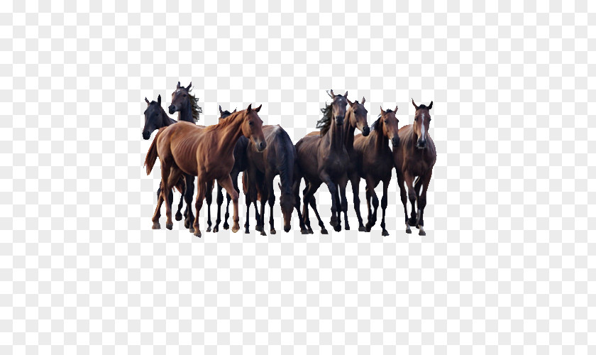 Herd Of Horses Andalusian Horse Colt Pony Stallion PNG