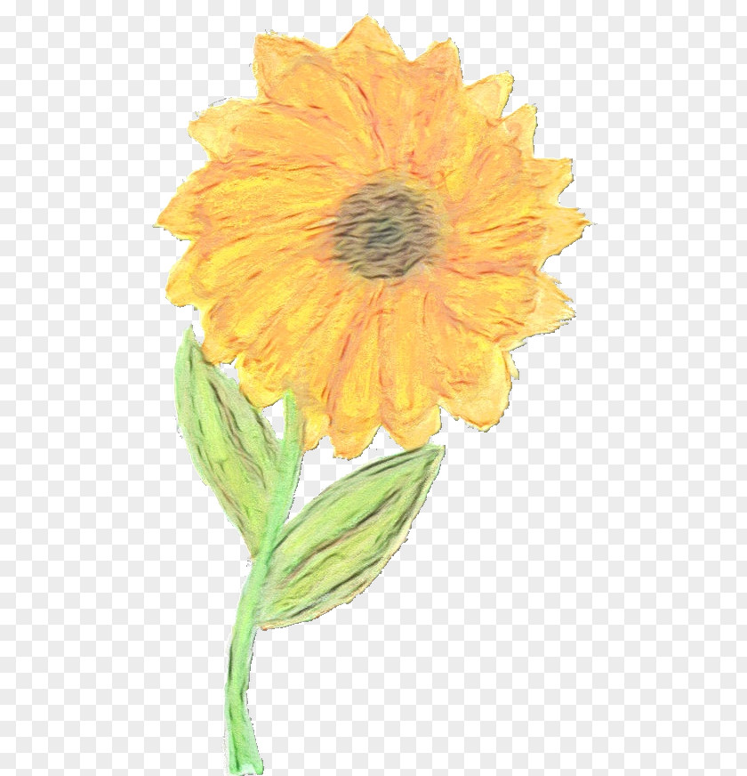 Petal Cut Flowers Sunflower PNG